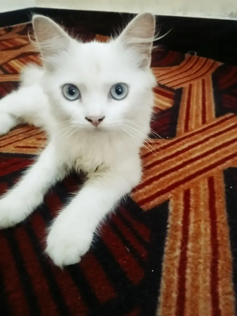 Persian baby cat. — photo 4