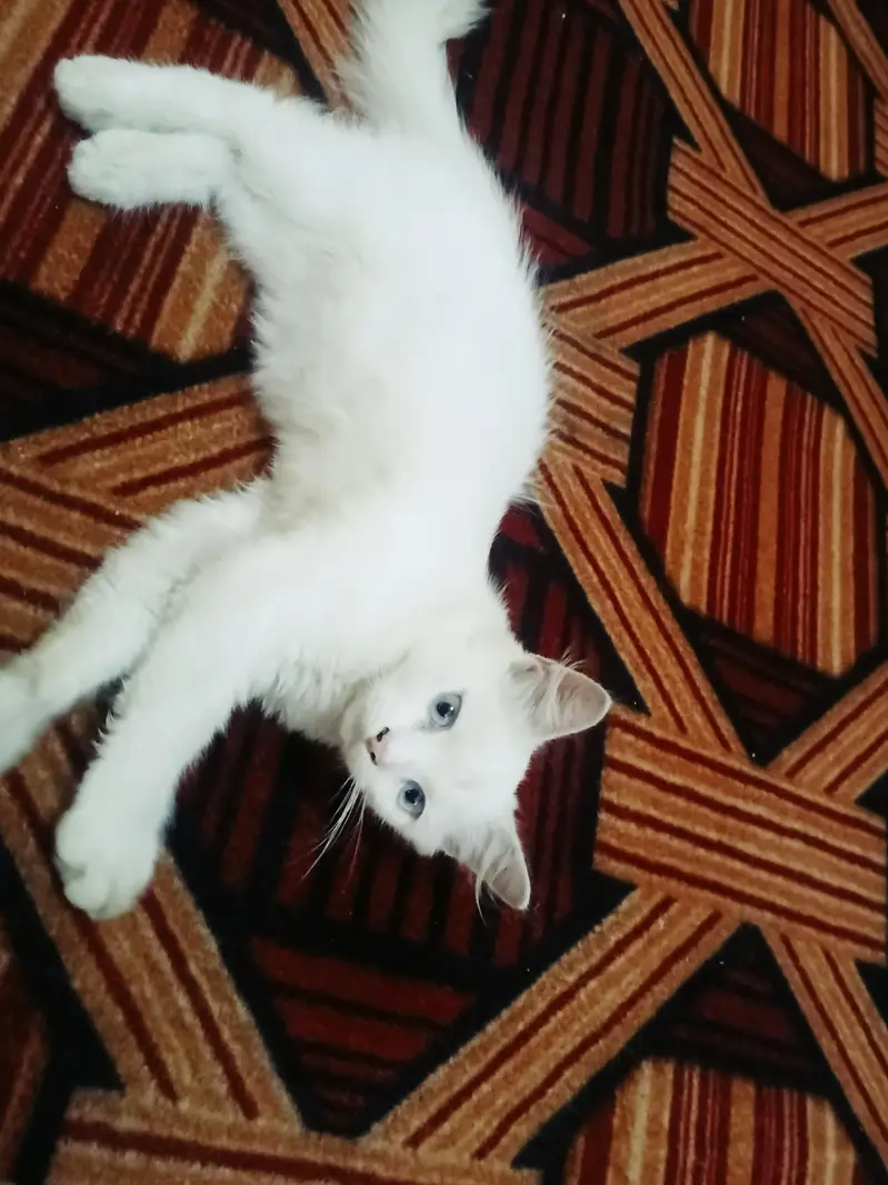 Persian baby cat. — photo 5