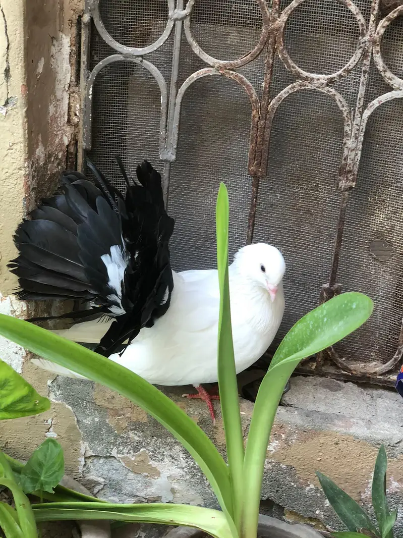 Backfrill pair + single kid, lakka pair — photo 2