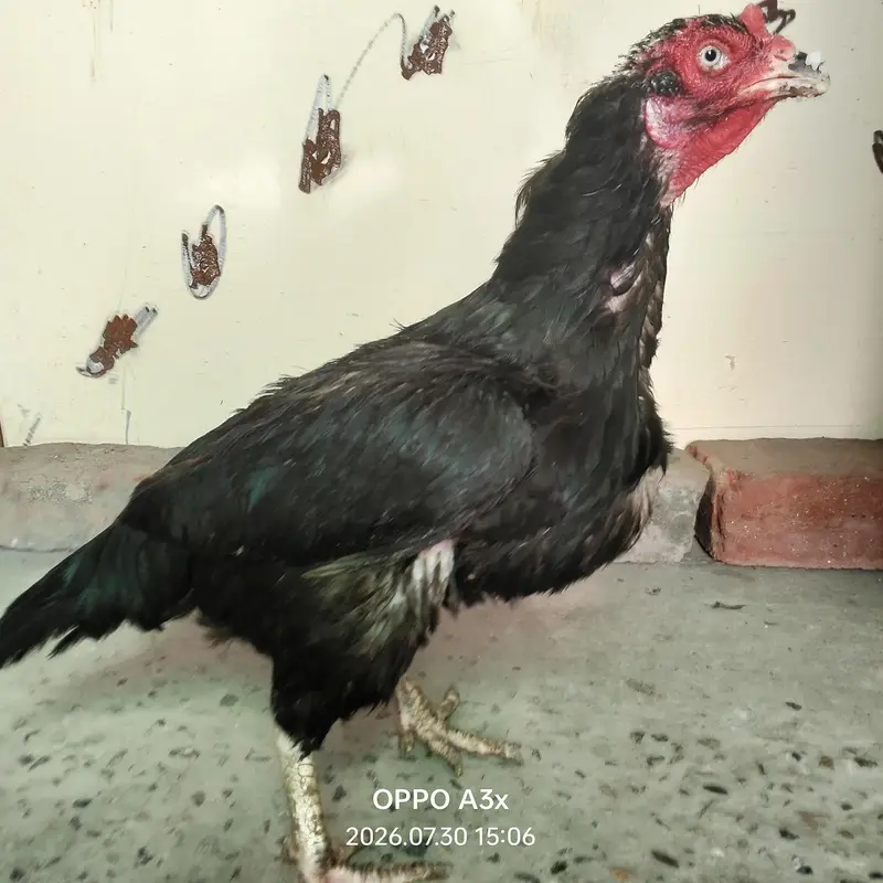 YOUNG MALE OR YOUNG FEMALE — photo 3
