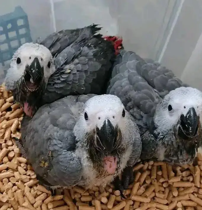 African grey parrot chicks for sale (03297106709) — photo 3