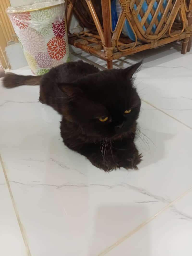 persian 0