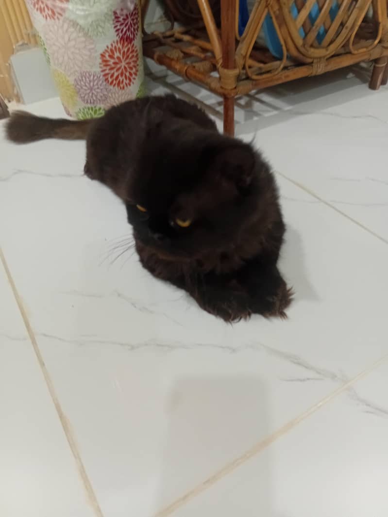 persian 1