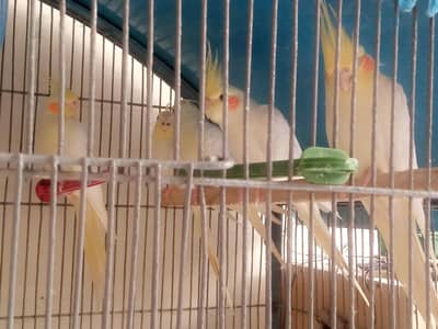 18 Birds Complete + Cage + 10 cocktails + 04 Lovebirds + 04 budgries