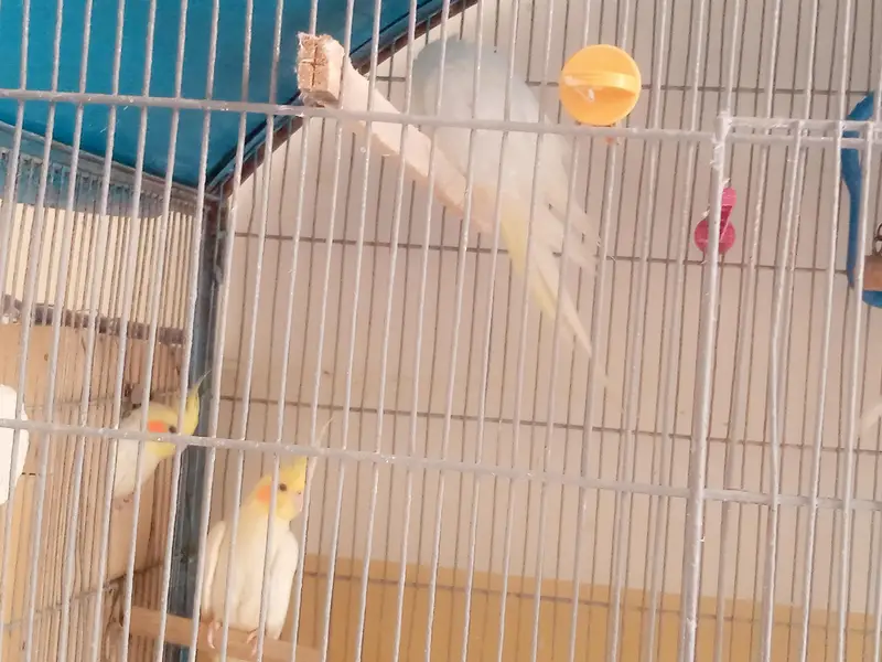 18 Birds Complete + Cage + 10 cocktails + 04 Lovebirds + 04 budgries — photo 2