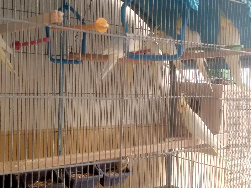 18 Birds Complete + Cage + 10 cocktails + 04 Lovebirds + 04 budgries — photo 3