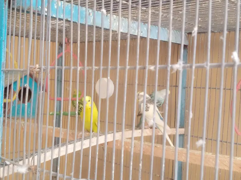 18 Birds Complete + Cage + 10 cocktails + 04 Lovebirds + 04 budgries — photo 4