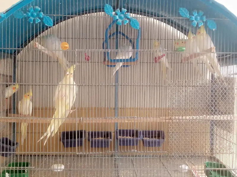 18 Birds Complete + Cage + 10 cocktails + 04 Lovebirds + 04 budgries — photo 5