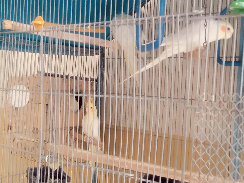 18 Birds Complete + Cage + 10 cocktails + 04 Lovebirds + 04 budgries — photo 6