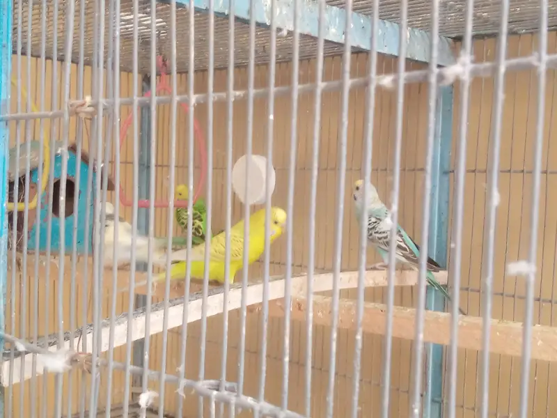 18 Birds Complete + Cage + 10 cocktails + 04 Lovebirds + 04 budgries — photo 7