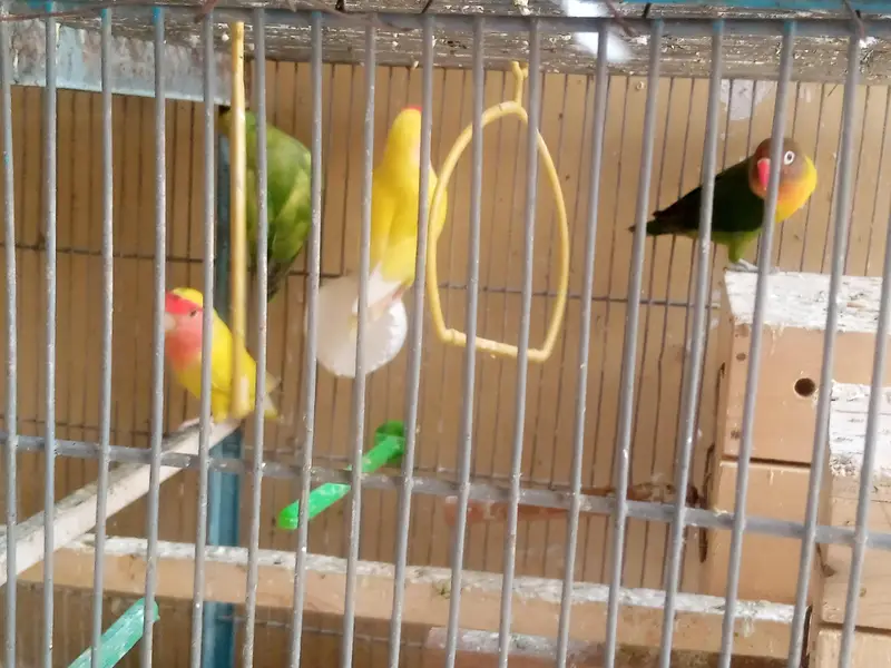 18 Birds Complete + Cage + 10 cocktails + 04 Lovebirds + 04 budgries — photo 8