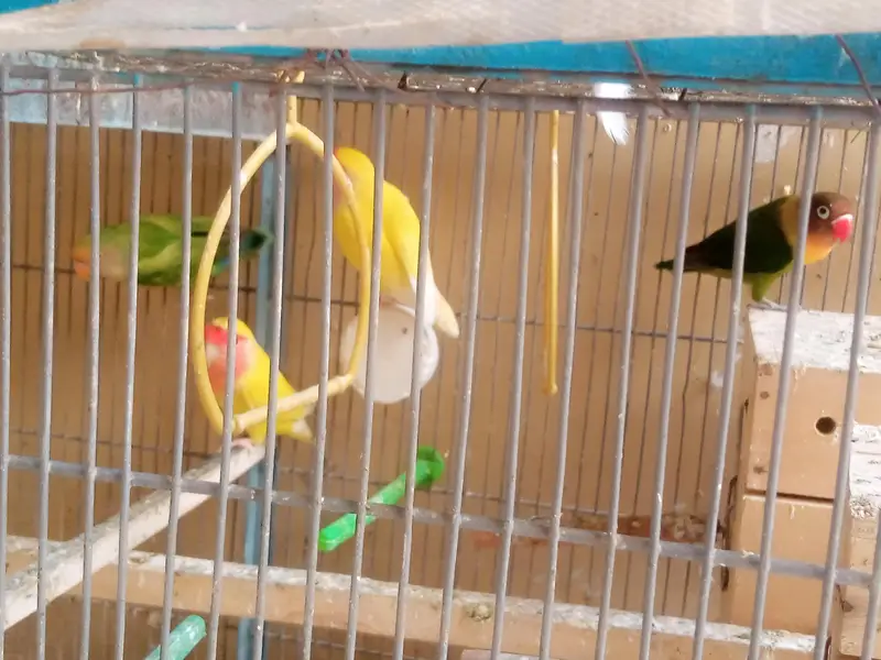 18 Birds Complete + Cage + 10 cocktails + 04 Lovebirds + 04 budgries — photo 9