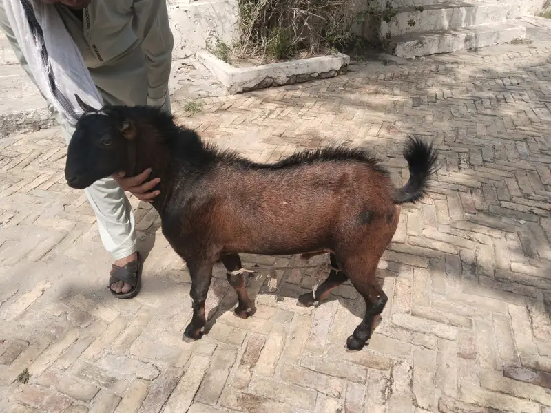 Teddy Breeder For Sale — photo 2