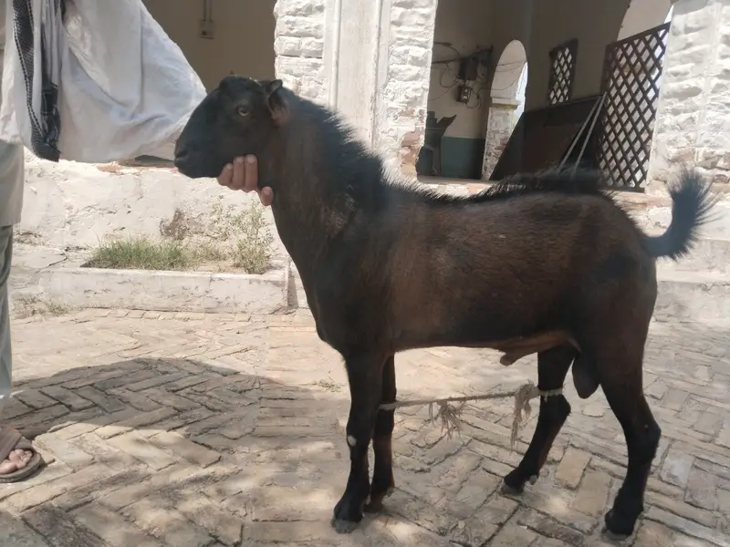 Teddy Breeder For Sale — photo 3