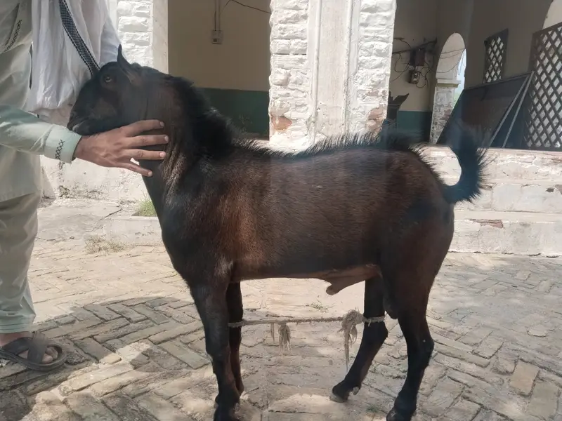 Teddy Breeder For Sale — photo 4