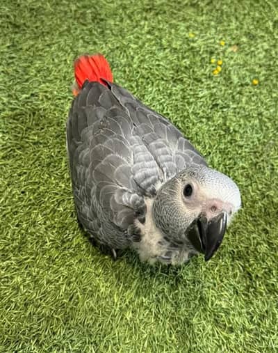 African grey parrot cheeks for sale 0335=1141=179