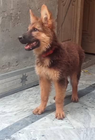 German shepherd puppy