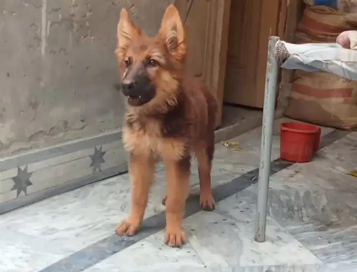 German shepherd puppy — photo 2