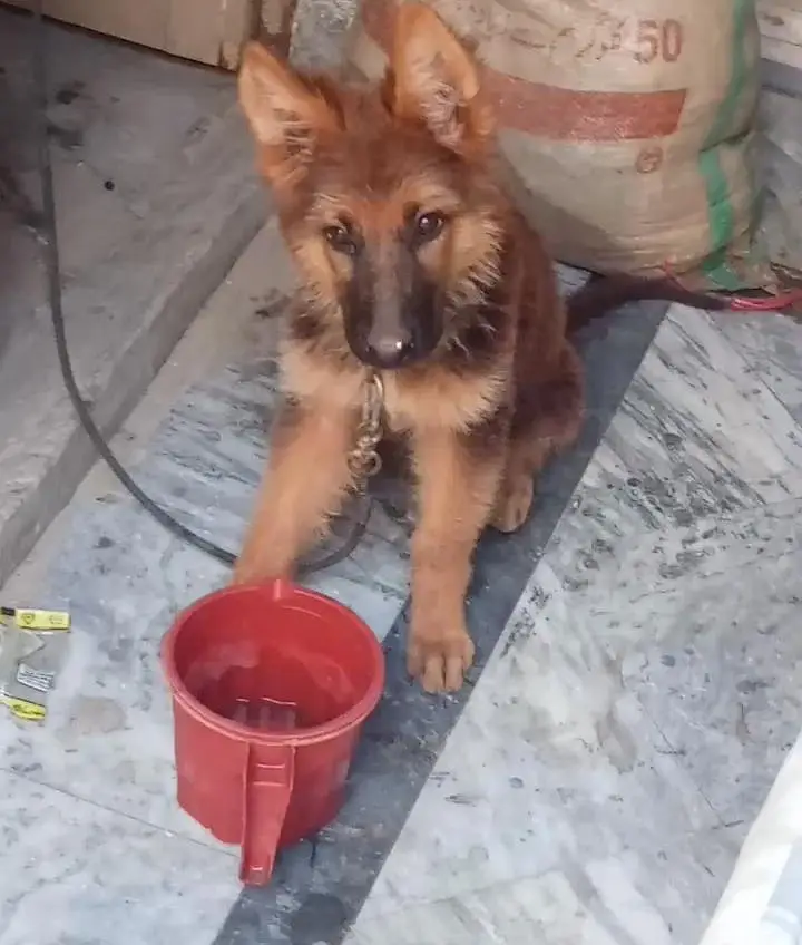German shepherd puppy — photo 3