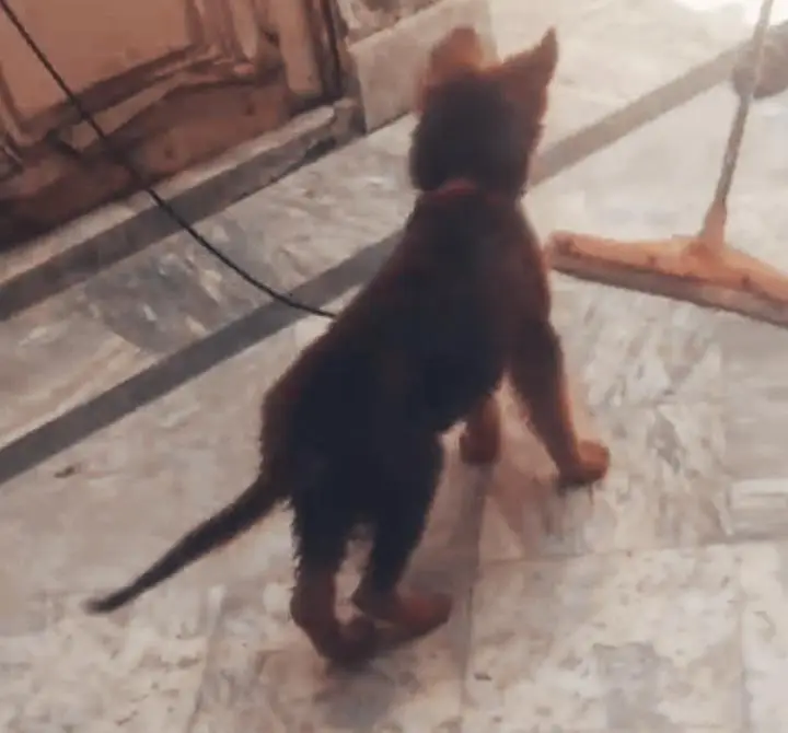 German shepherd puppy — photo 4