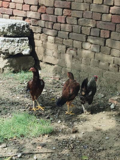 Aseel Hens