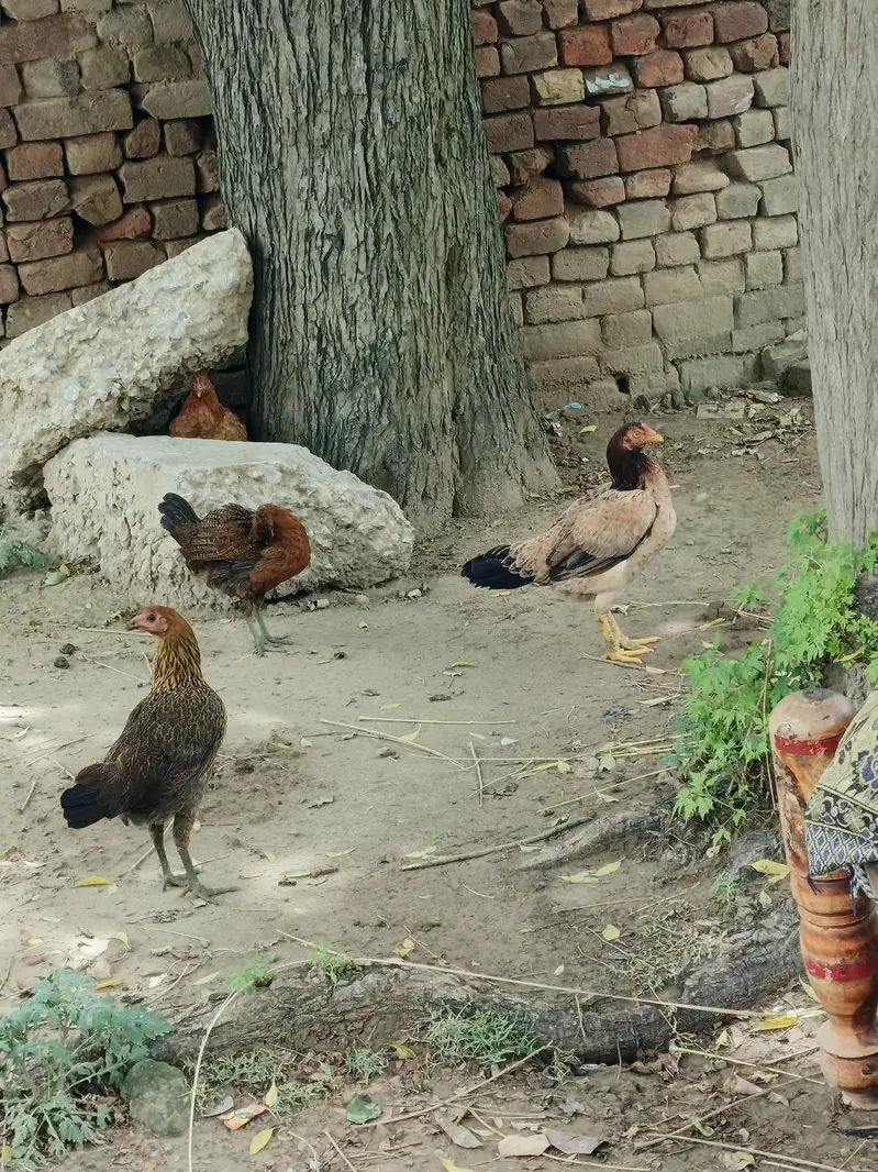 Aseel Hens — photo 2