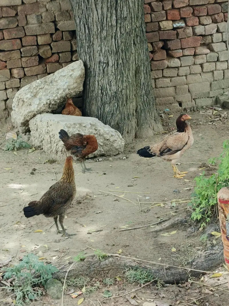 Aseel Hens — photo 3