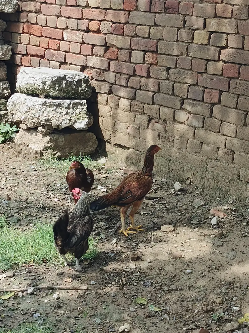 Aseel Hens — photo 4