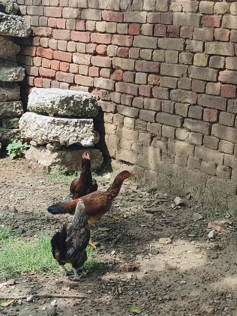 Aseel Hens — photo 5