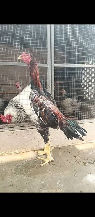 Pure Japanese shamo pthy / chicks / hens / Aseel / murga / male / egg