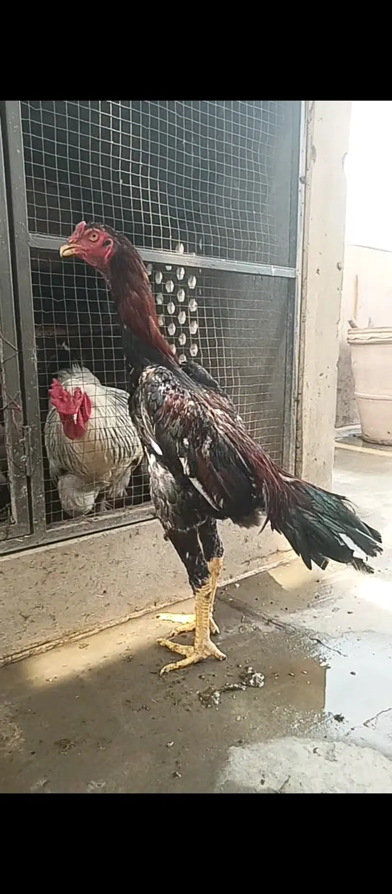 Pure Japanese shamo pthy / chicks / hens / Aseel / murga / male / egg — photo 2