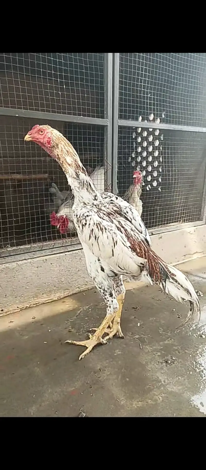 Pure Japanese shamo pthy / chicks / hens / Aseel / murga / male / egg — photo 3