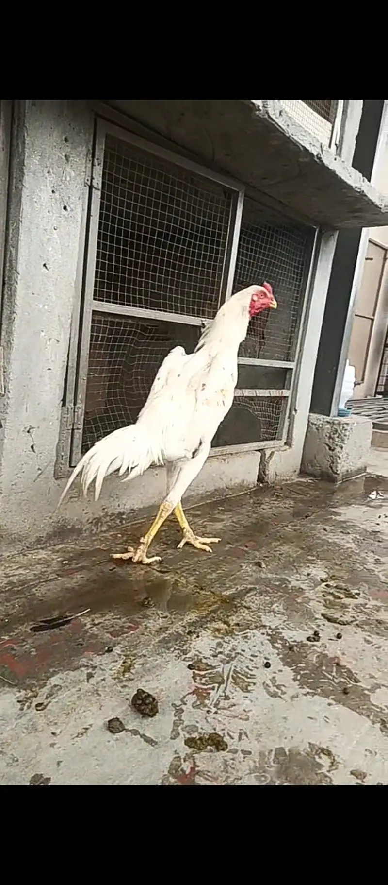Pure Japanese shamo pthy / chicks / hens / Aseel / murga / male / egg — photo 4