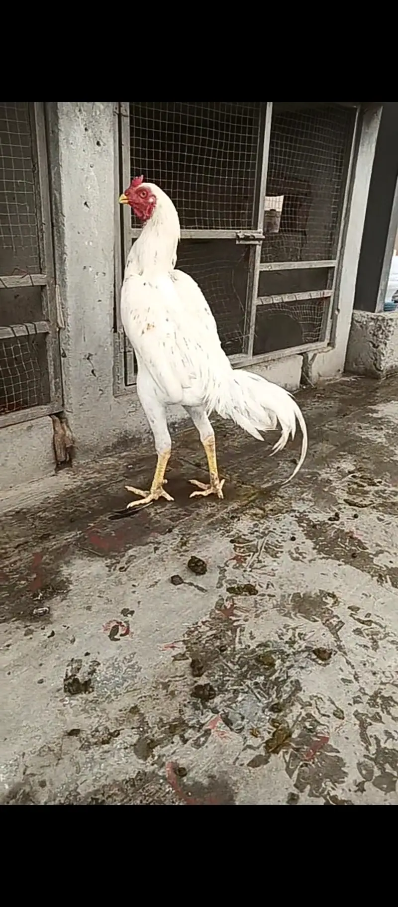 Pure Japanese shamo pthy / chicks / hens / Aseel / murga / male / egg — photo 5