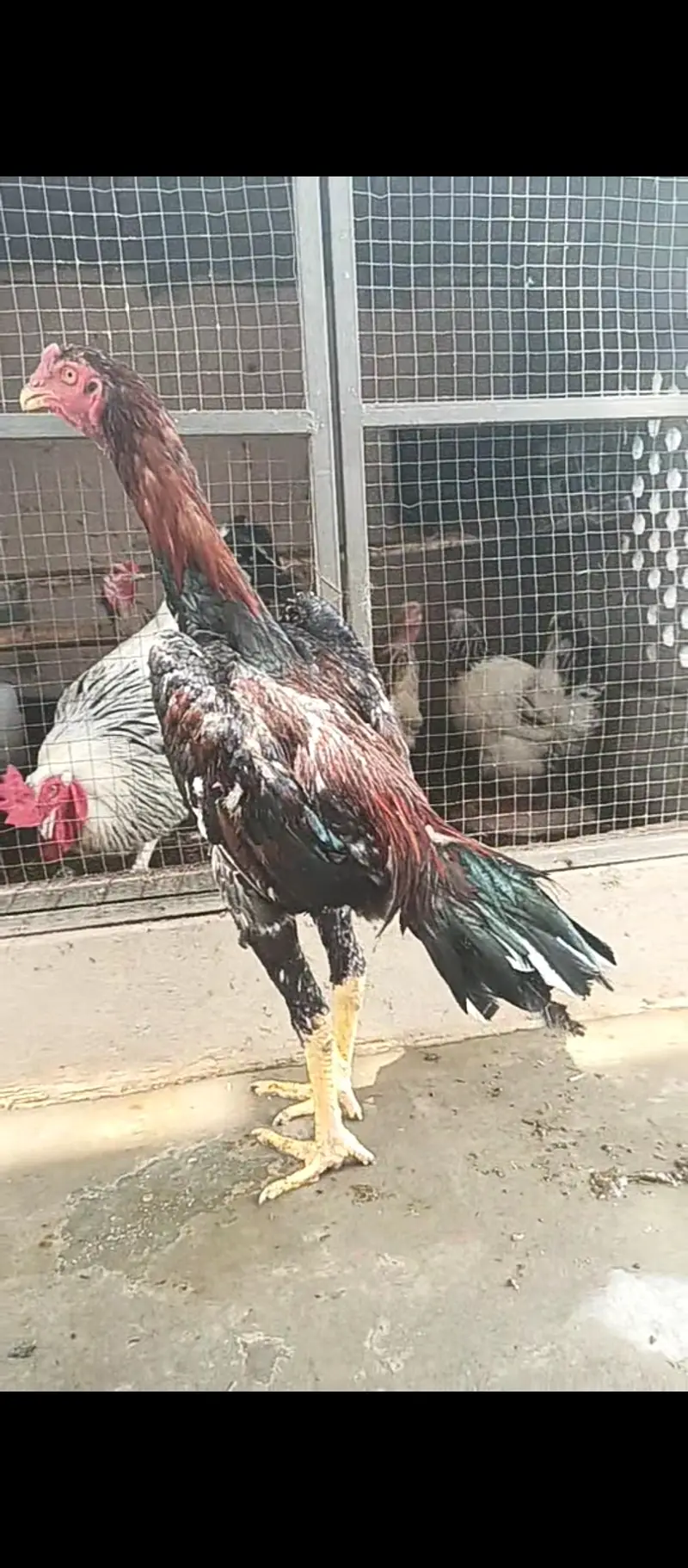 Pure Japanese shamo pthy / chicks / hens / Aseel / murga / male / egg — photo 6