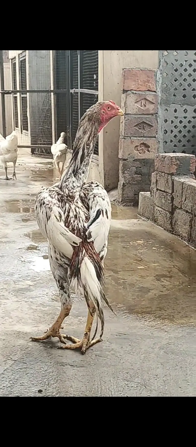 Pure Japanese shamo pthy / chicks / hens / Aseel / murga / male / egg — photo 7