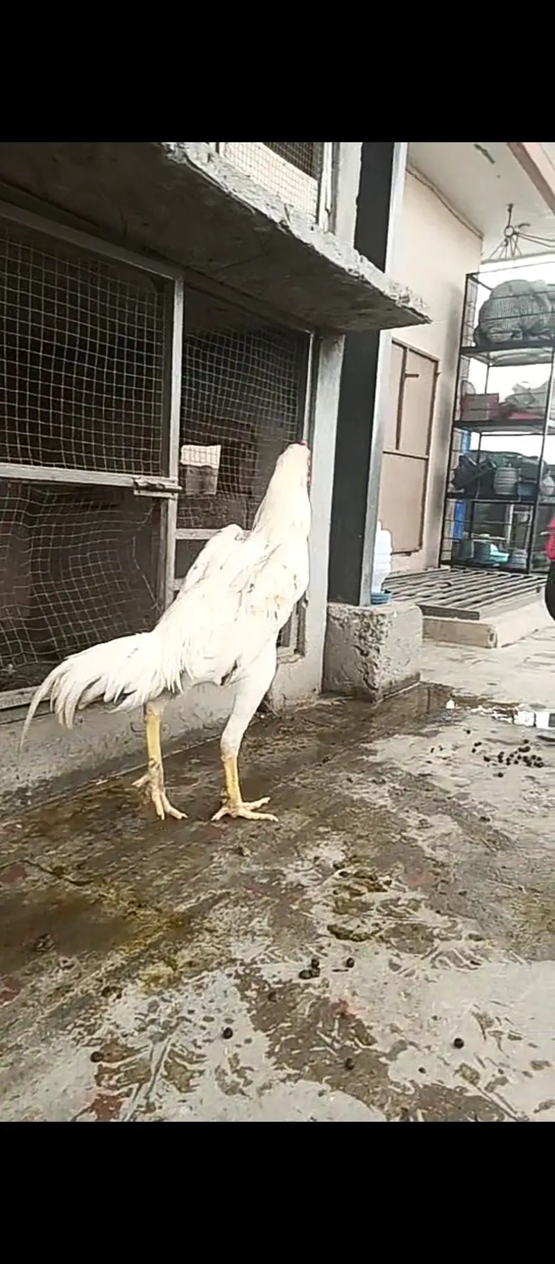 Pure Japanese shamo pthy / chicks / hens / Aseel / murga / male / egg — photo 8