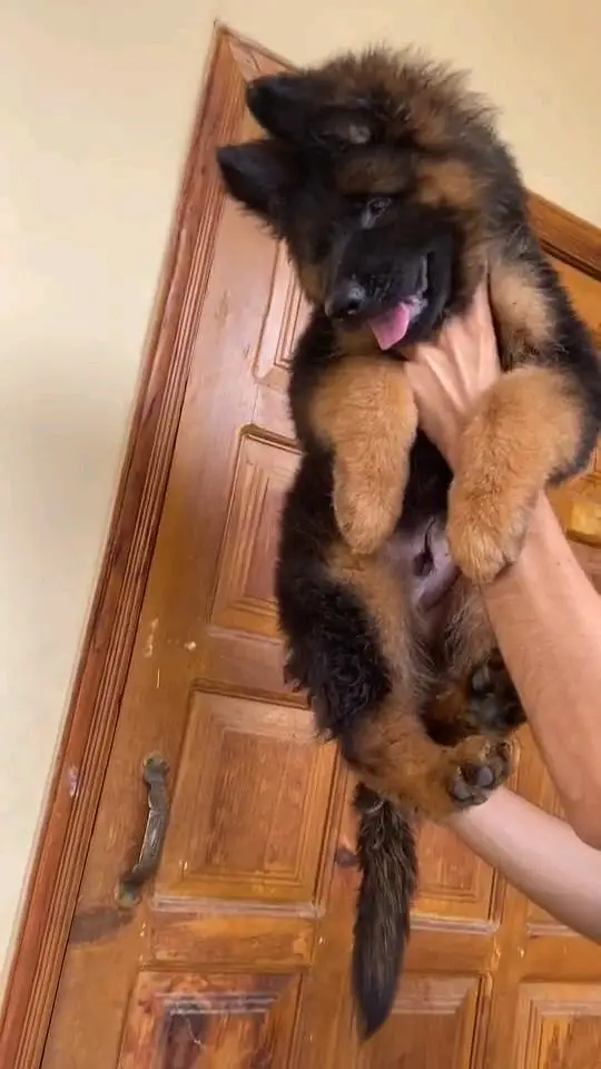 (German- shepherd) (puppies) (argent for sale) Whatsapp 03401430037 — photo 2