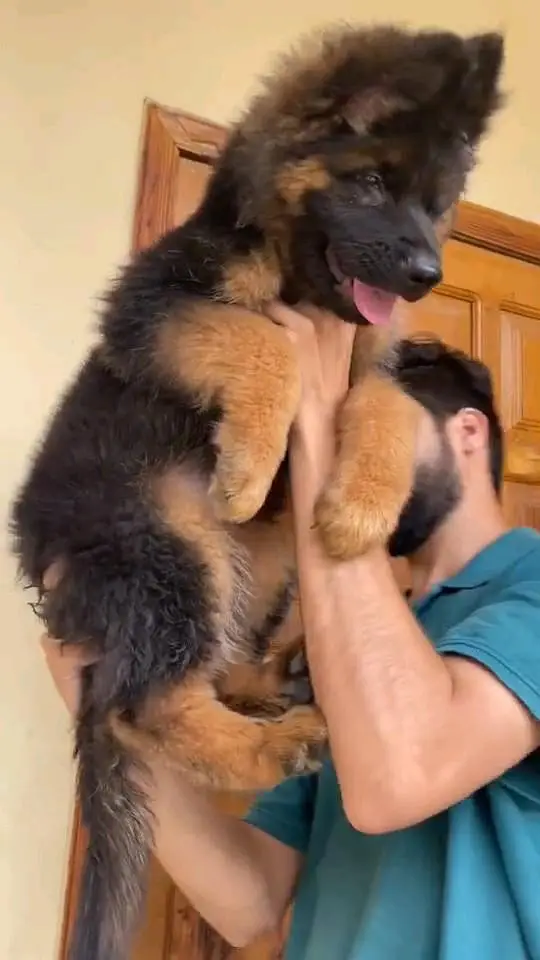 (German- shepherd) (puppies) (argent for sale) Whatsapp 03401430037 — photo 3