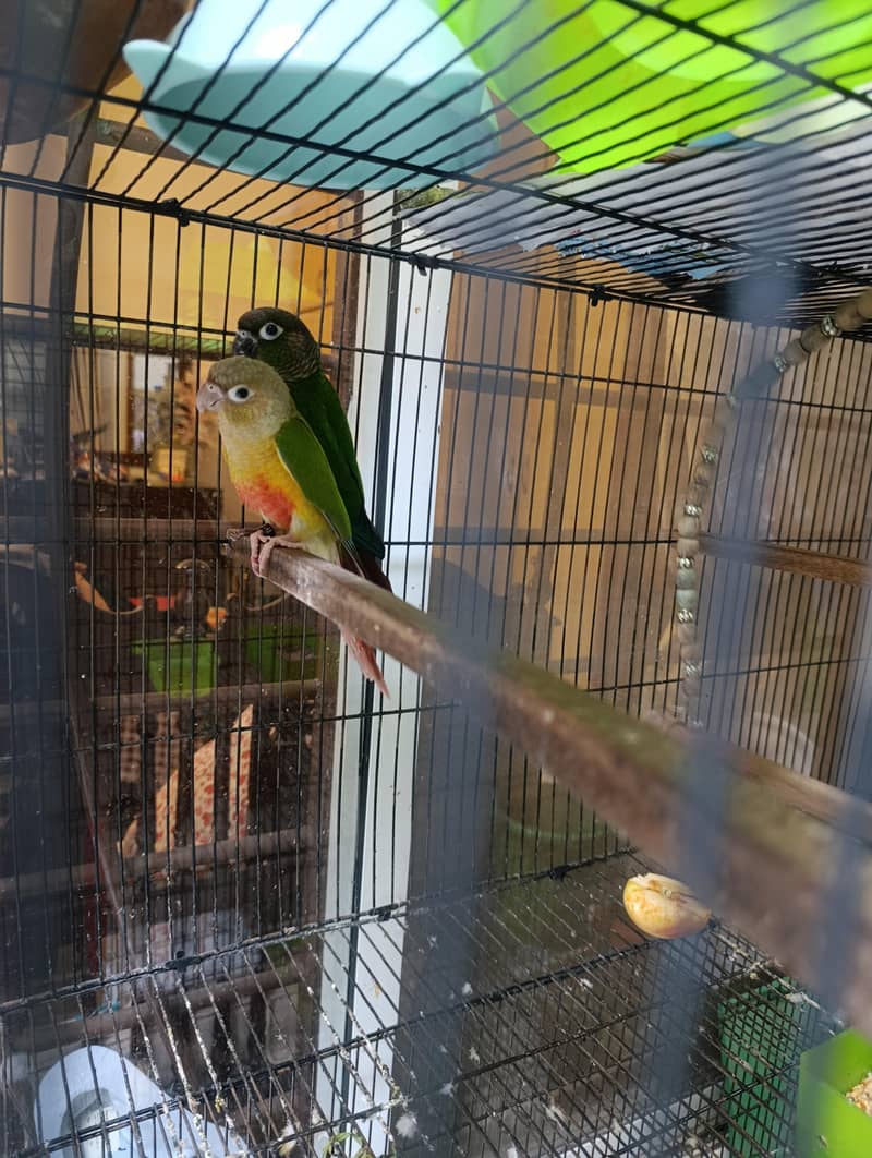 conure pair 1