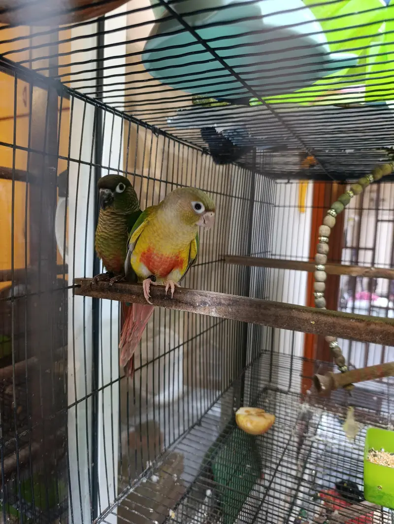 conure pair — photo 3