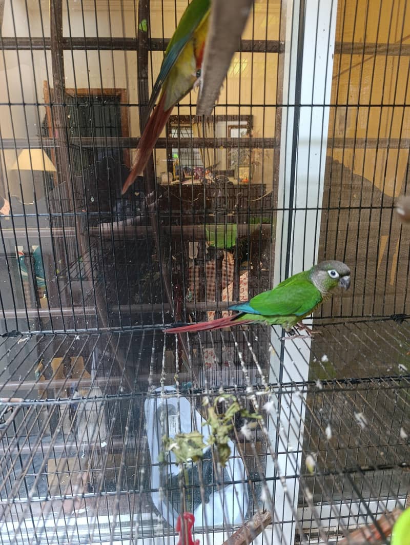 conure pair 3