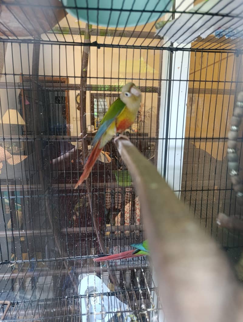 conure pair 4