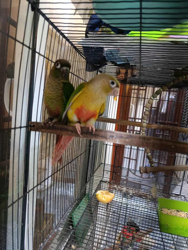 conure pair 5