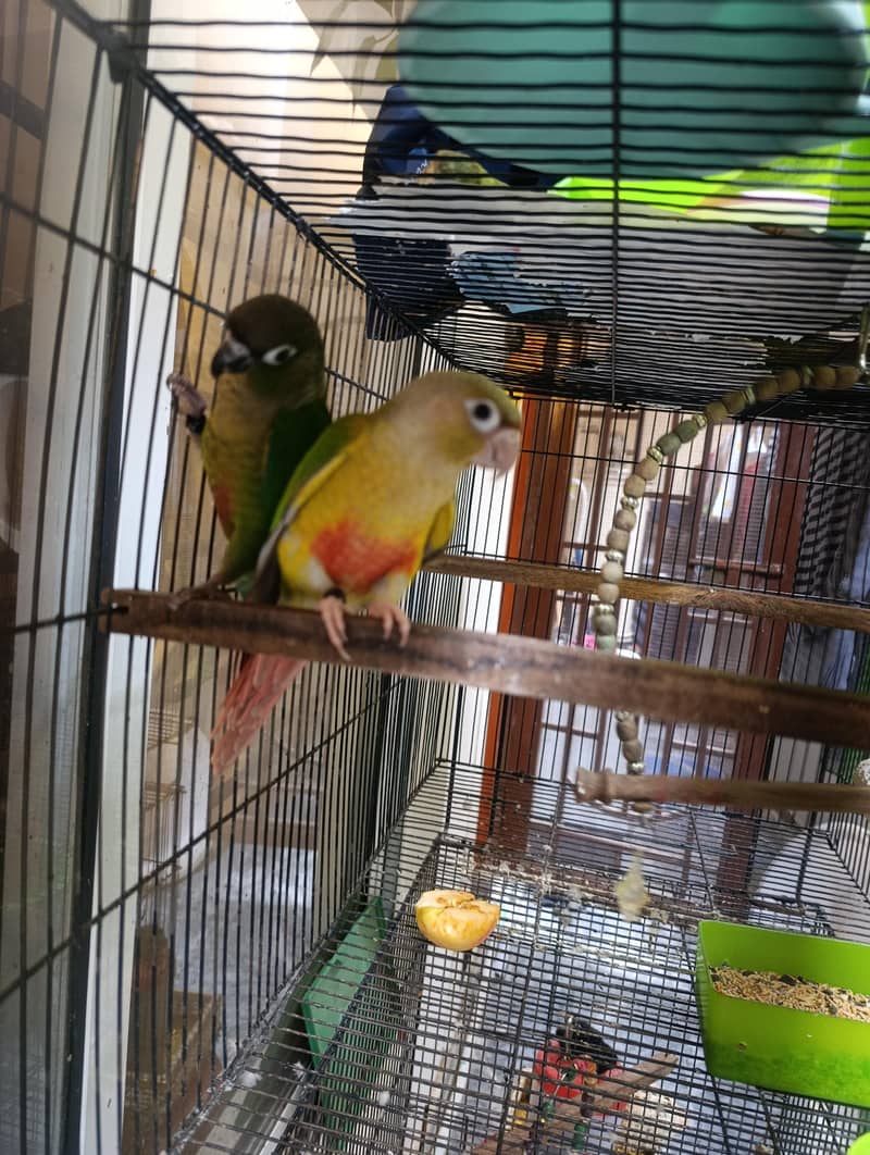 conure pair 6
