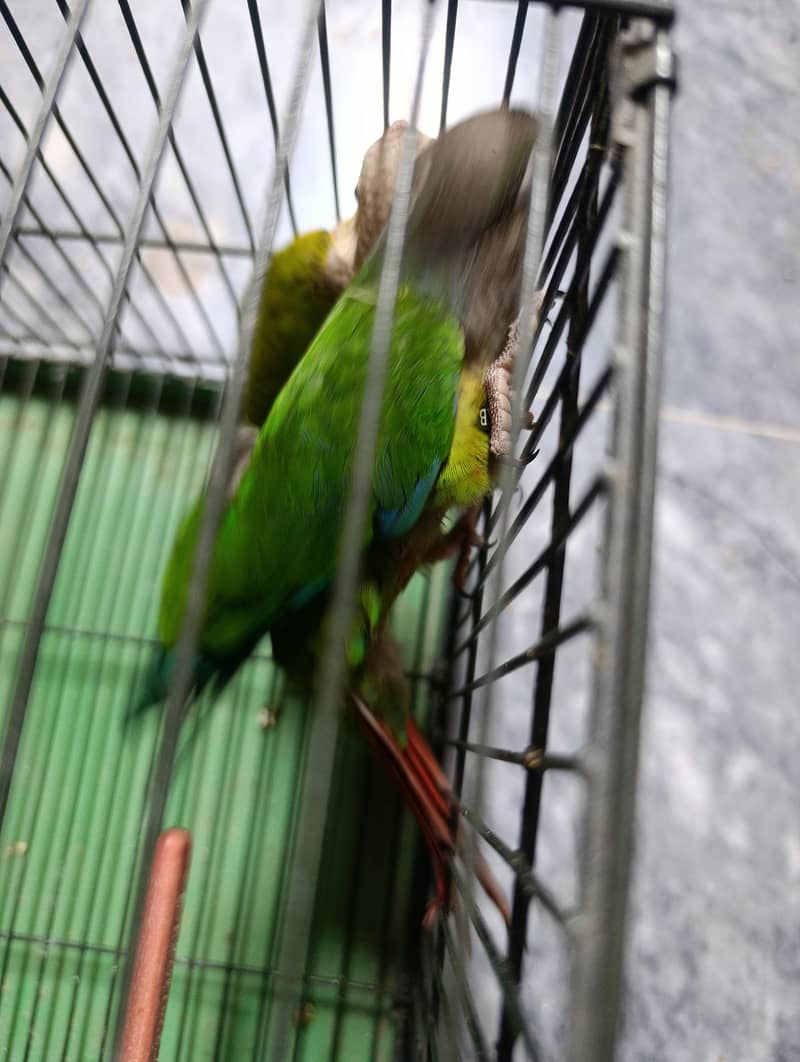 conure pair 7