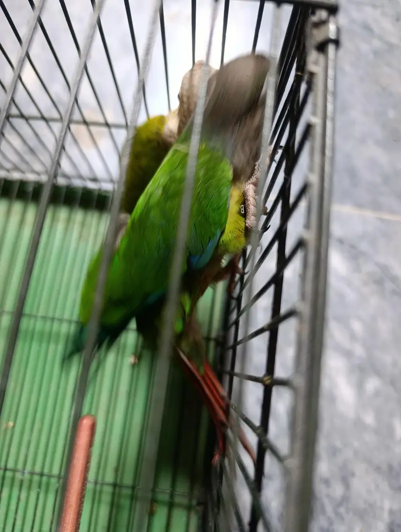conure pair — photo 8
