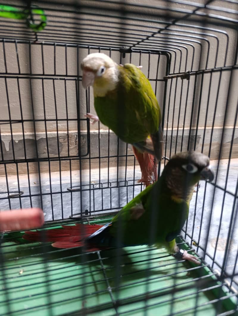 conure pair 8