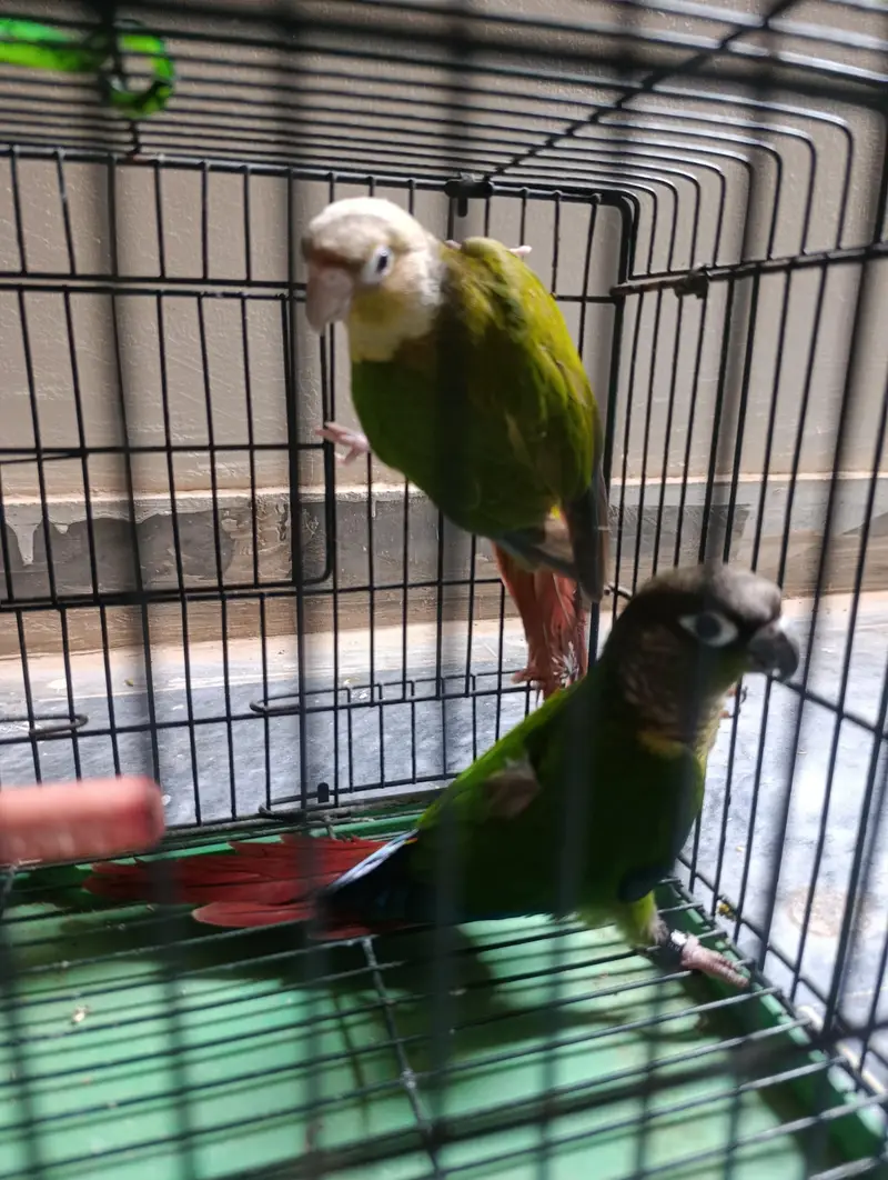 conure pair — photo 9