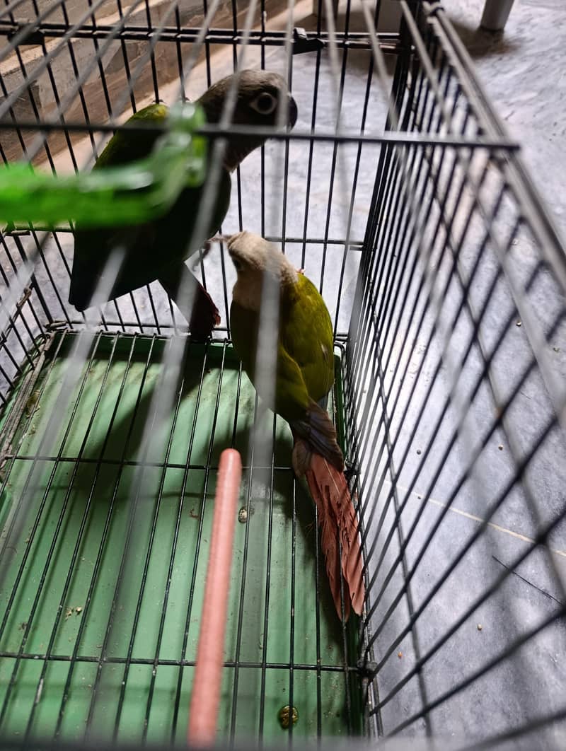conure pair 9